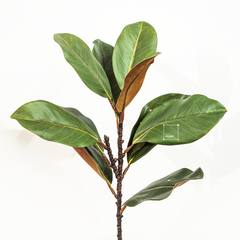 Cành Lá Mộc Lan Decor Không Gian