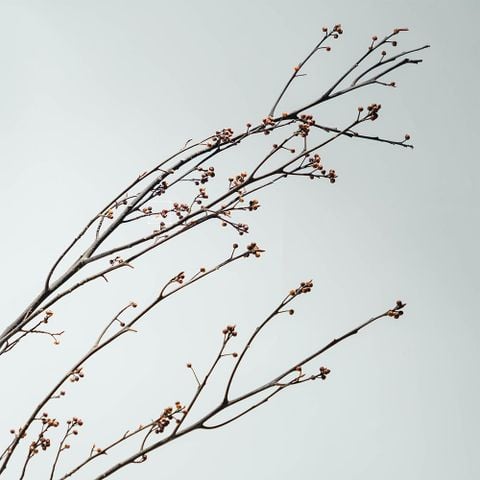 Cành Eucalyptus Hoa Khô Tự Nhiên Phong Cách Wabi Sabi