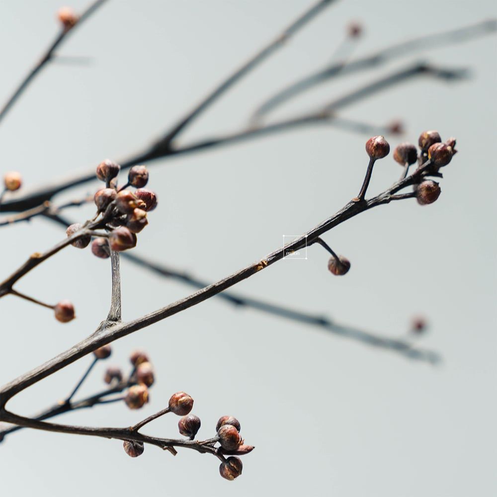 Cành Eucalyptus Hoa Khô Tự Nhiên Phong Cách Wabi Sabi