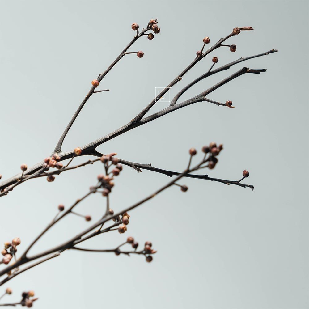 Cành Eucalyptus Hoa Khô Tự Nhiên Phong Cách Wabi Sabi