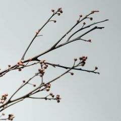 Cành Eucalyptus Hoa Khô Tự Nhiên Phong Cách Wabi Sabi