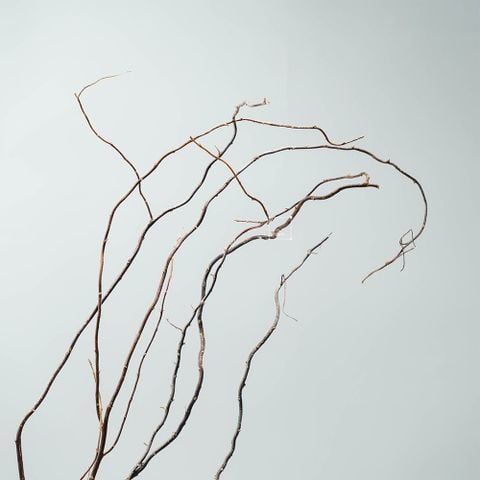 Cành Liễu Rồng Vàng Xoắn Tự Nhiên - Phụ Kiện Decor Studio Cao Cấp