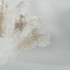 Tượng San Hô Trang Trí Tủ Kệ