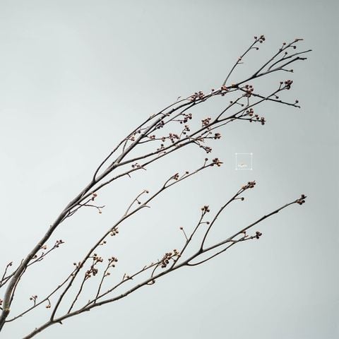 Cành Eucalyptus Hoa Khô Tự Nhiên Phong Cách Wabi Sabi