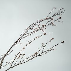 Cành Eucalyptus Hoa Khô Tự Nhiên Phong Cách Wabi Sabi