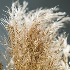 Bó Hoa Khô Mix Lá Bạch Diệp Và Hoa Baby Tự Nhiên