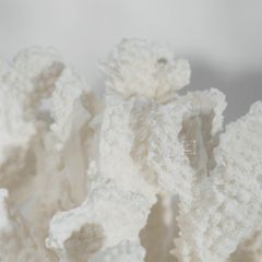 Tượng San Hô Trang Trí Tủ Kệ