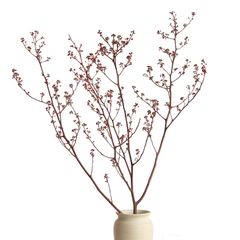 Cành Eucalyptus Hoa Khô Tự Nhiên Phong Cách Wabi Sabi