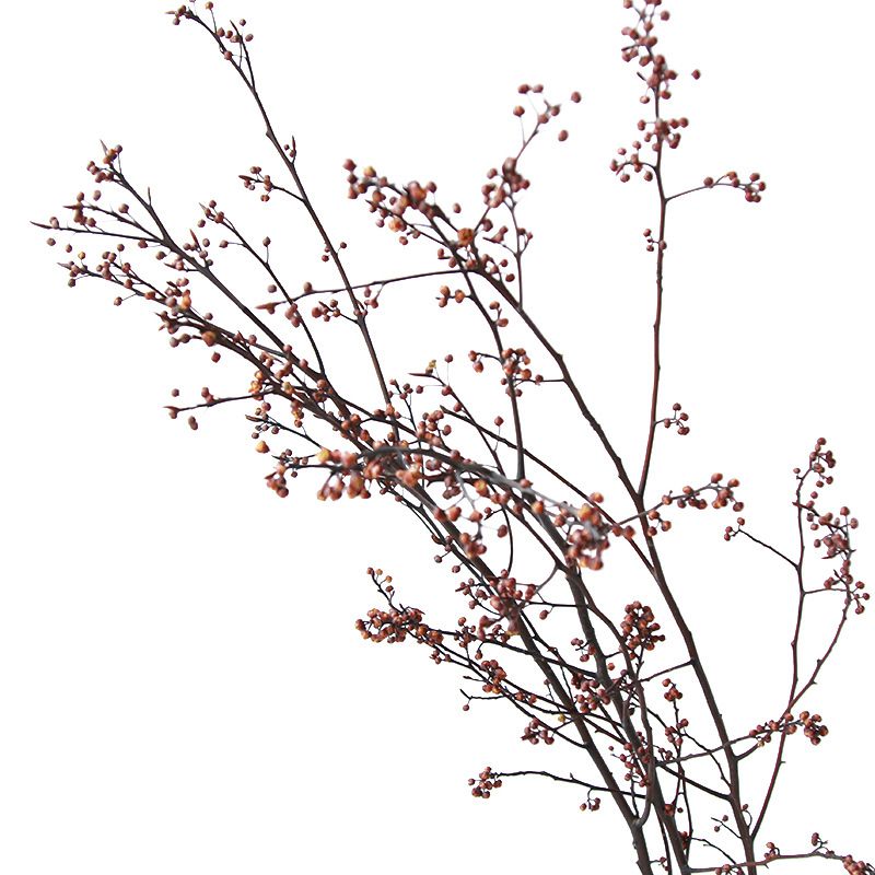 Cành Eucalyptus Hoa Khô Tự Nhiên Phong Cách Wabi Sabi