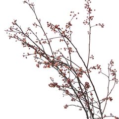 Cành Eucalyptus Hoa Khô Tự Nhiên Phong Cách Wabi Sabi