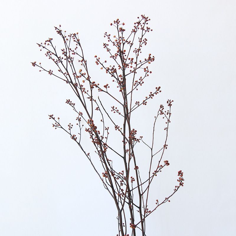 Cành Eucalyptus Hoa Khô Tự Nhiên Phong Cách Wabi Sabi
