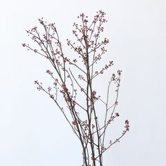 Cành Eucalyptus Hoa Khô Tự Nhiên Phong Cách Wabi Sabi