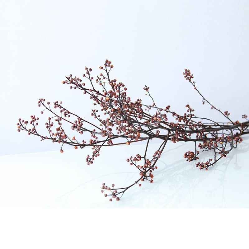 Cành Eucalyptus Hoa Khô Tự Nhiên Phong Cách Wabi Sabi