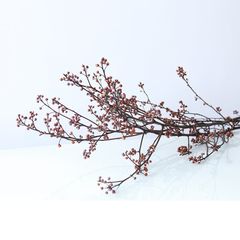 Cành Eucalyptus Hoa Khô Tự Nhiên Phong Cách Wabi Sabi