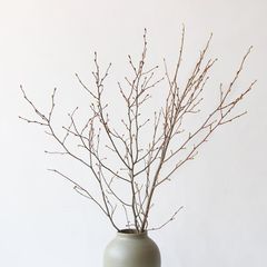 Cành Mộc Lan Khô Trang Trí Bình Dáng Cao