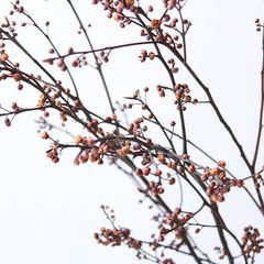 Cành Eucalyptus Hoa Khô Tự Nhiên Phong Cách Wabi Sabi