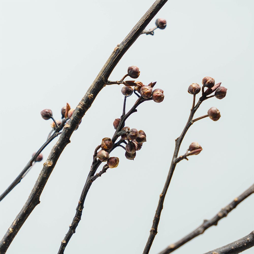 Cành Eucalyptus Hoa Khô Tự Nhiên Phong Cách Wabi Sabi