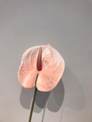 Cành Hoa Hồng Môn Anthurium