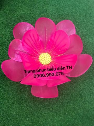  DC23 - Hoa Múa Hồng 