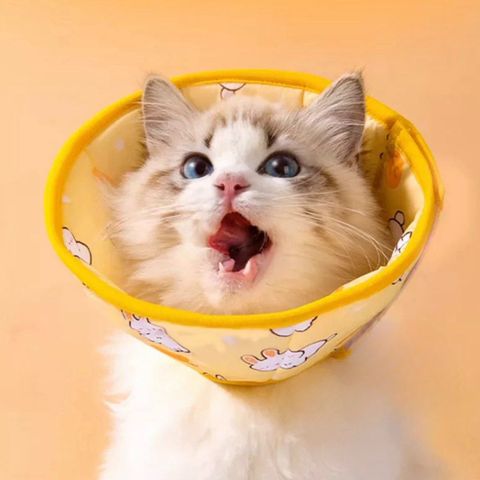 Vòng cổ Elizabeth loa đeo cổ vải dán in họa tiết mềm mại