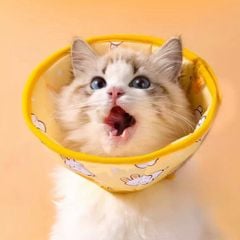 Vòng cổ Elizabeth loa đeo cổ vải dán in họa tiết mềm mại