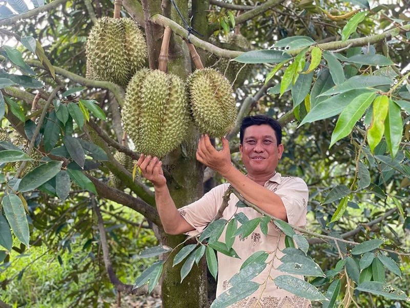 Phân Bón Trung Lượng VINCO 79 - Giải Pháp Tăng Năng Suất Vượt Trội