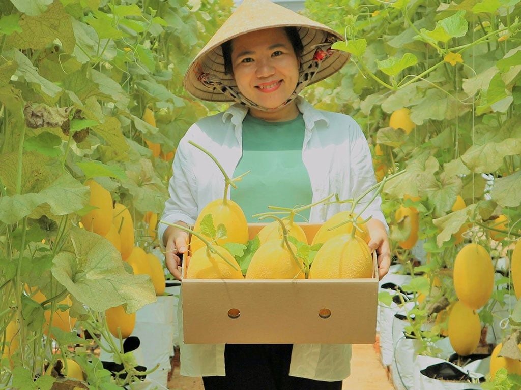 Phân Bón Trung Lượng VINCO 79 - Giải Pháp Tăng Năng Suất Vượt Trội