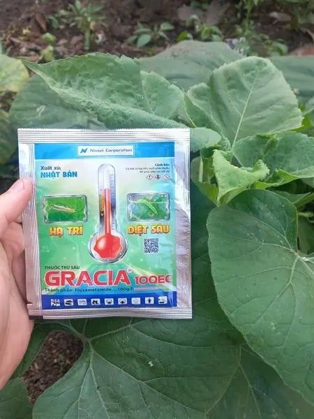 Thuốc Trừ Sâu Gracia 100EC - Xuất xứ Nhật Bản - Hạ Trĩ & Diệt Sâu - Thuốc BVTV
