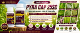 PYRA CAP 25SC – Thuốc Trừ Bệnh Phổ Rộng Hiệu Quả Cao Trên Nhiều Loại Cây Trồng - ảnh 3