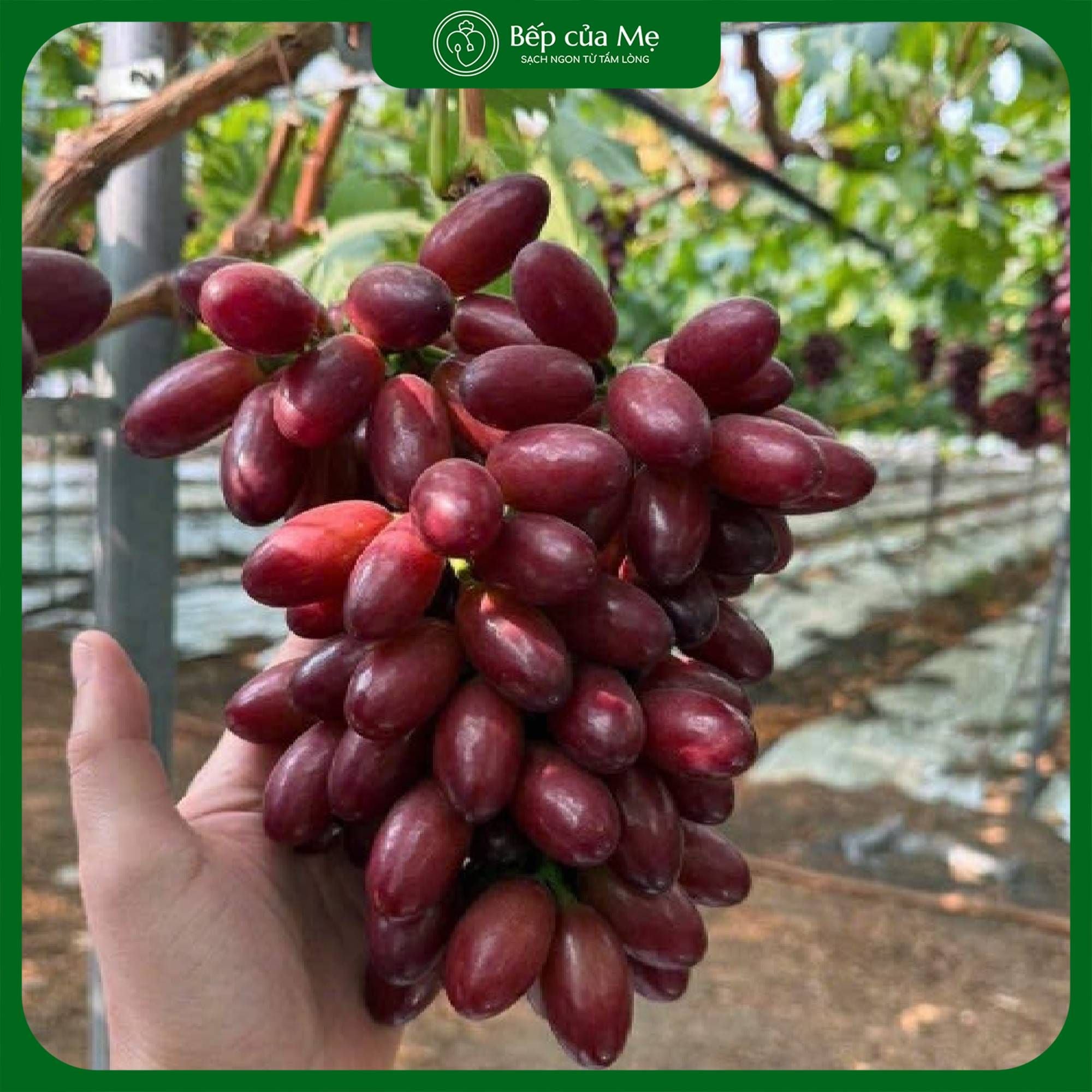  Nho đỏ hoàng hậu - Hộp 2kg 