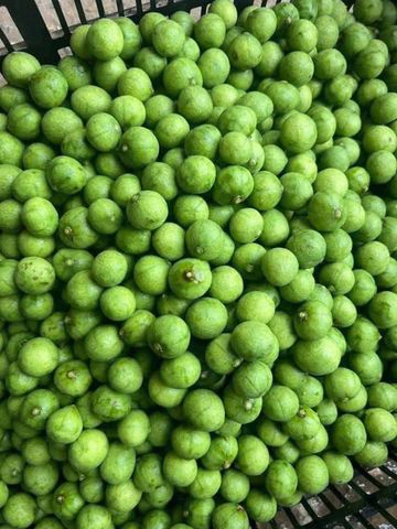  Sấu non cạo vỏ - Gói 1kg 
