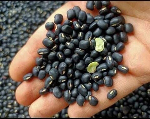  Đỗ đen xanh lòng 