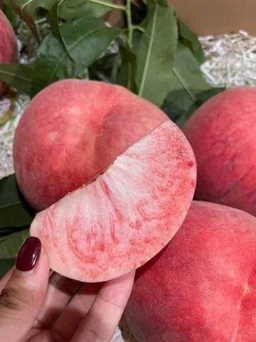  ĐÀO BẮC KINH (KG) 