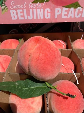  ĐÀO BẮC KINH (KG) 