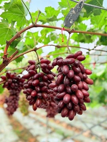  Nho đỏ hoàng hậu - Hộp 2kg 