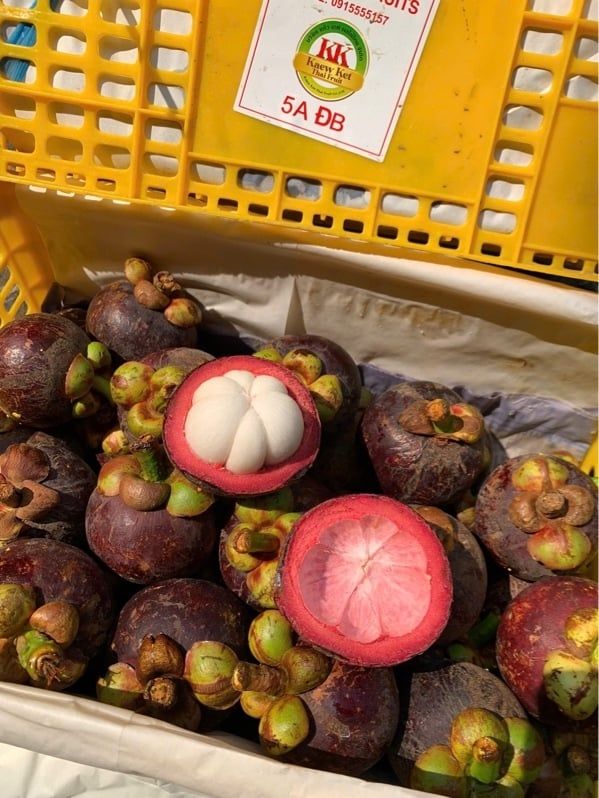  Măng cụt - size to đặc biệt 