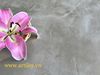 Gạch vân đá marble vân xám mờ 600x600mm