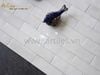 Gạch thẻ màu kem beige bóng gợn sóng Art01G