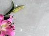 Gạch bóng kiếng 80x80 vân Marble ArtP026