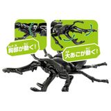  ANIA AS-40 Prosopocoilus Giraffa - Bọ Kẹp Kìm Hươu Cao Cổ 