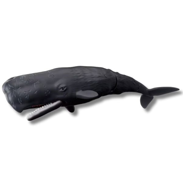  ANIA AL-34 Sperm Whale - Cá Nhà Táng 