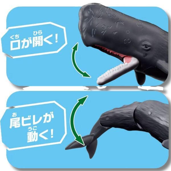  ANIA AL-34 Sperm Whale - Cá Nhà Táng 