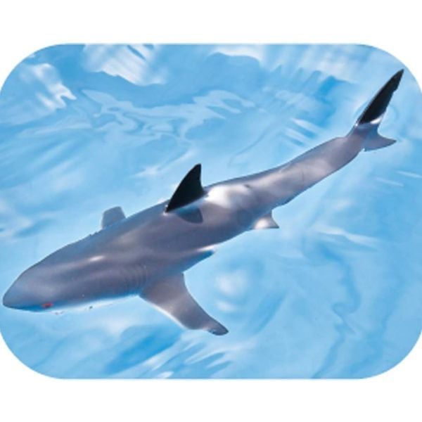  Ania AS-07 Great White Shark - Cá Mập Trắng Lớn 