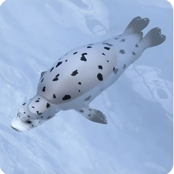  ANIA AS-22 Spotted Seal - Hải Cẩu Đốm 