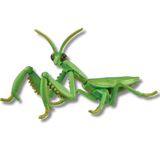  ANIA Japanese Giant Mantis - Bọ Ngựa 