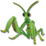  ANIA Japanese Giant Mantis - Bọ Ngựa 