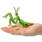  ANIA Japanese Giant Mantis - Bọ Ngựa 