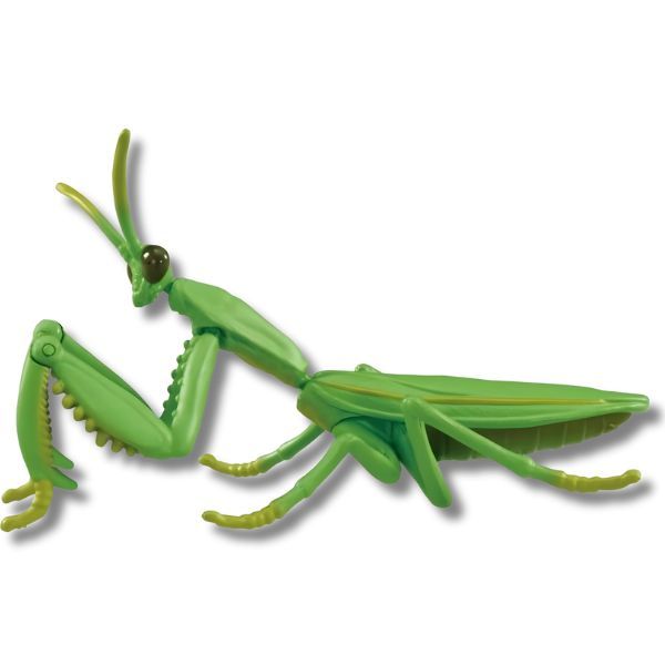  ANIA Japanese Giant Mantis - Bọ Ngựa 