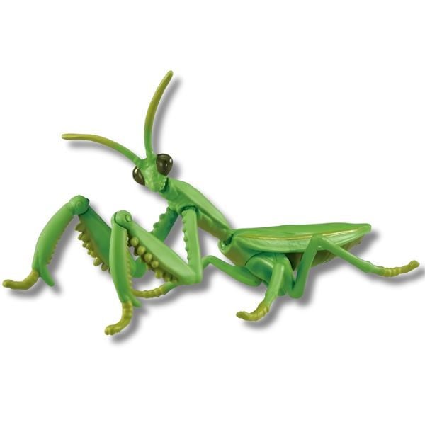  ANIA Japanese Giant Mantis - Bọ Ngựa 