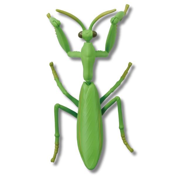  ANIA Japanese Giant Mantis - Bọ Ngựa 